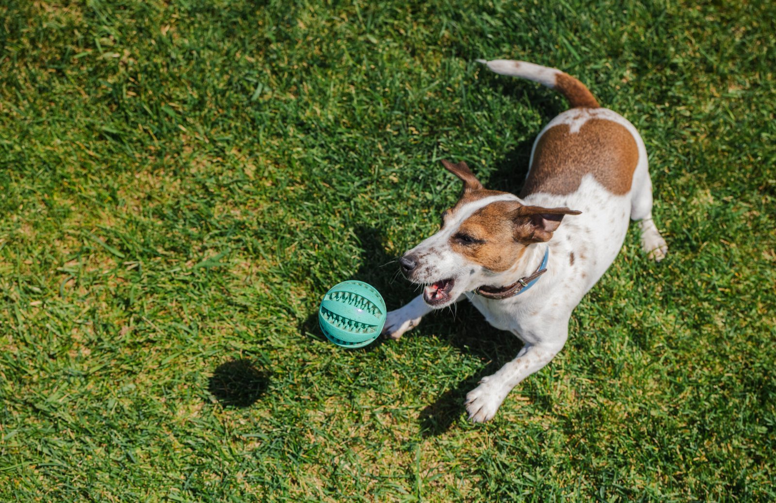 Jack Russell Terrier lunges forward on grass