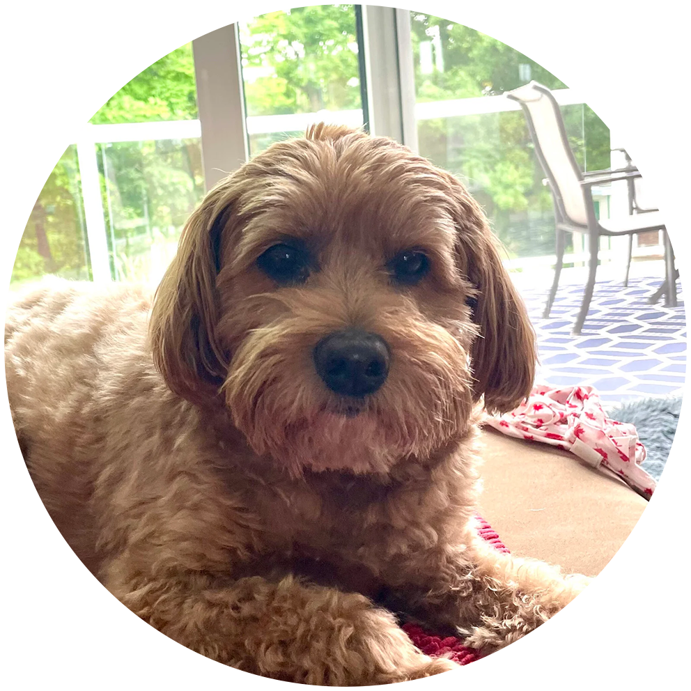 Golden doodle mix on a bed by a window