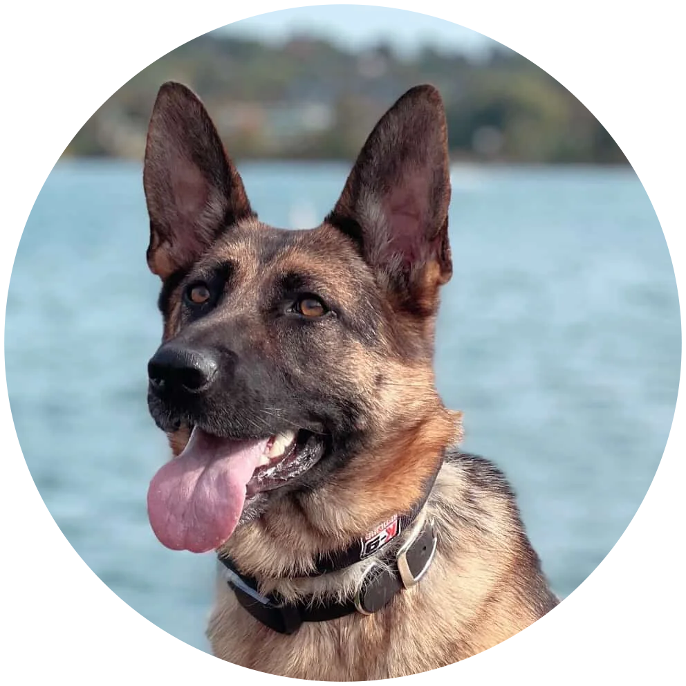 German sheppard