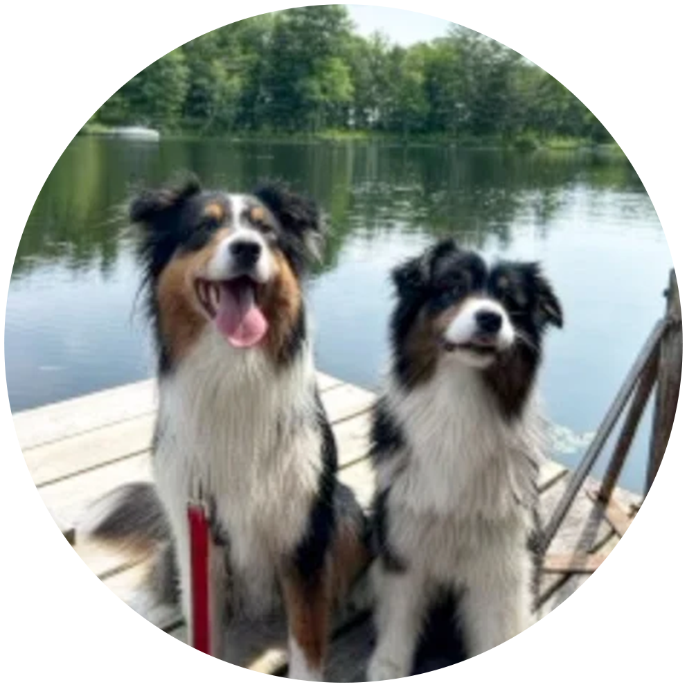 2 Australian sheppards on a dock