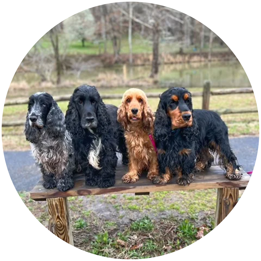4 cocker spaniels on a bench