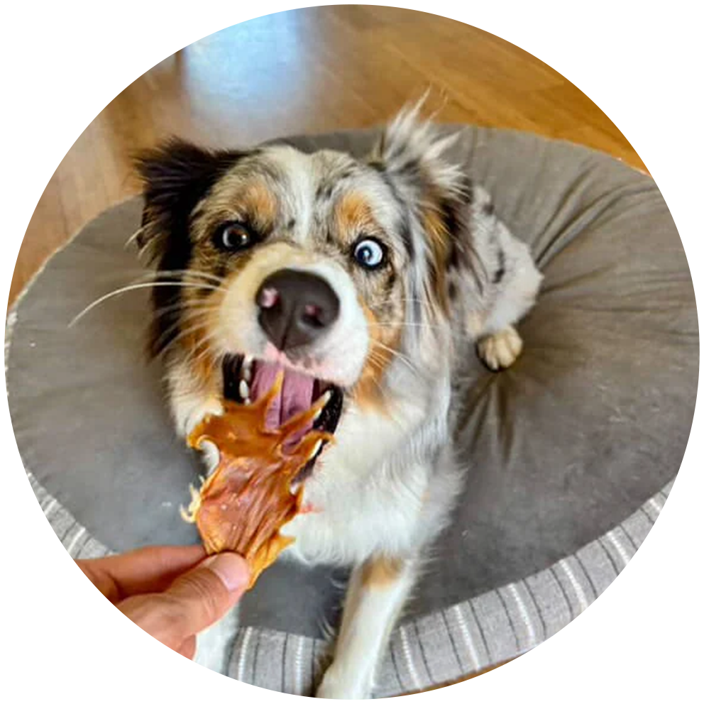 Dog eating a treat