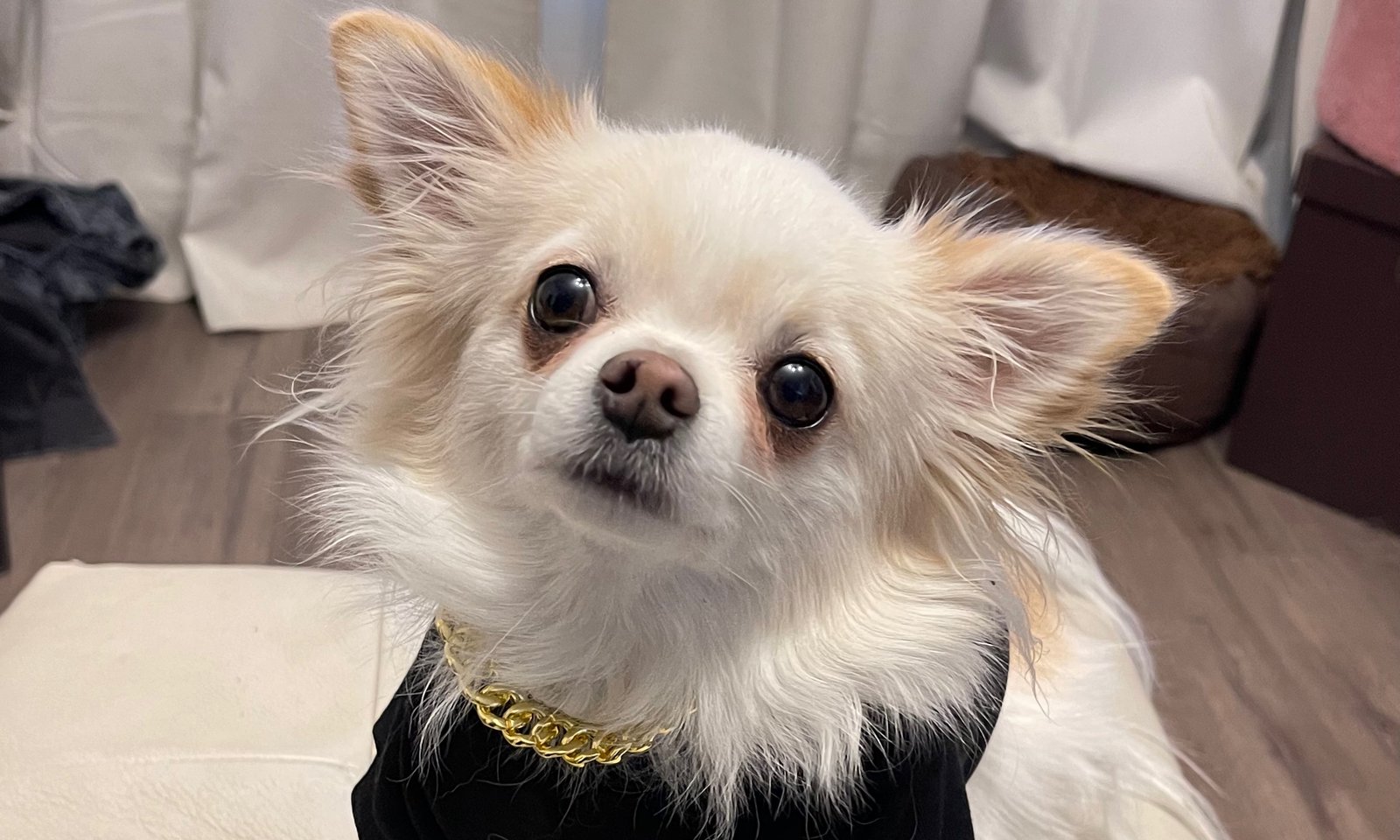 Arlo the dog
