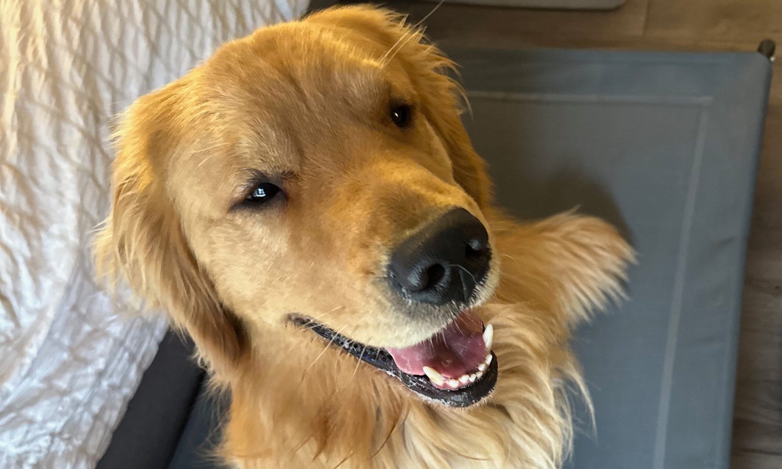Flynn the dog