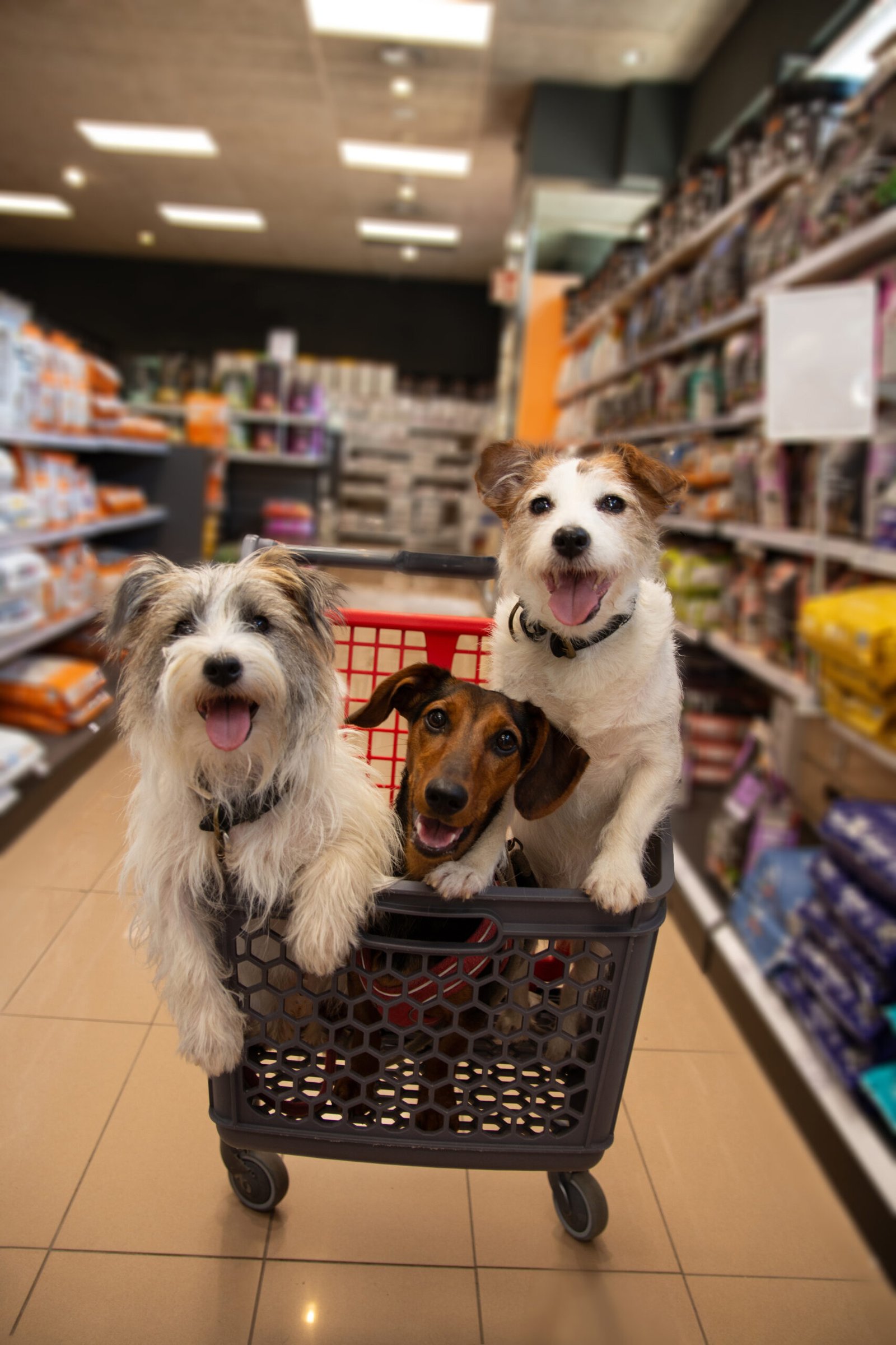 Three happy puppy dogs inside of a shopping trolley